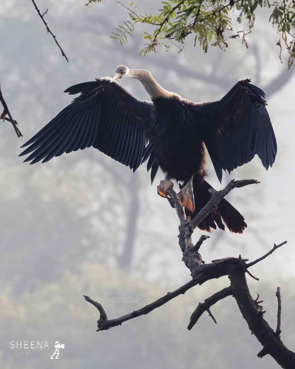 Anhinga or Snake bird drying it's outstretched wings.jpg - India